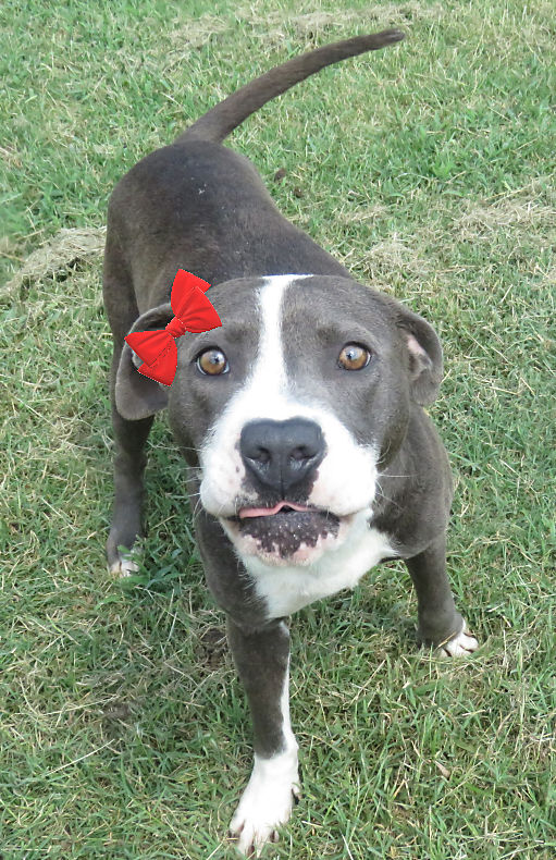 Pet of the Week